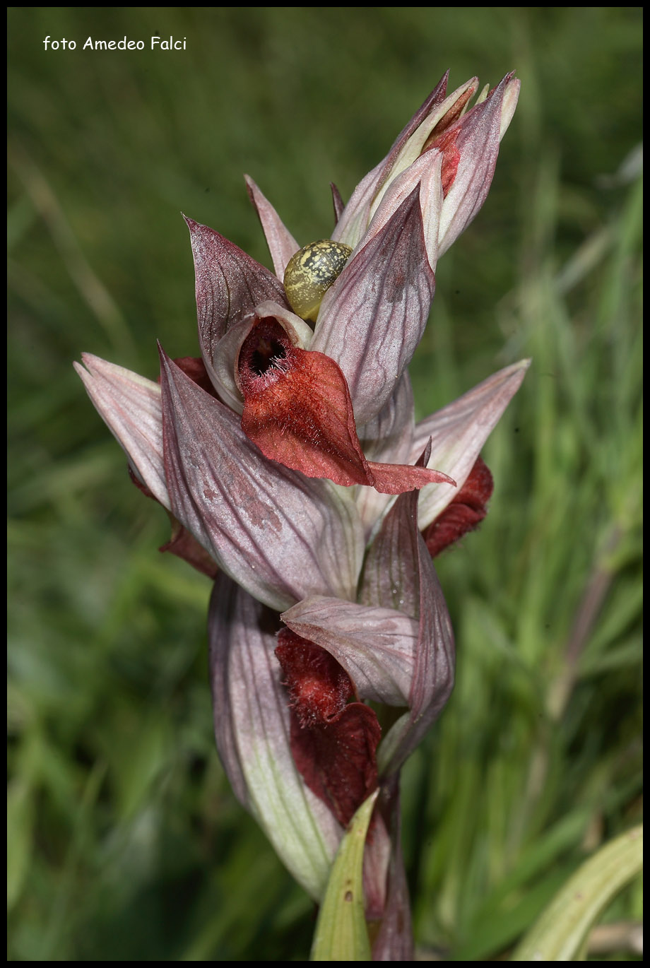 Serapias vomeracea?